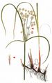 Galingale - Cyperus longus L.
