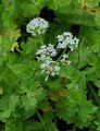 Creeping Marshwort - Helosciadium repens (Jacq.) W. D. J. Koch