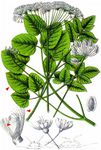 Breitblättriges Laserkraut - Laserpitium latifolium L. 
