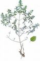 Branched Horehound - Marrubium peregrinum L.