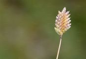 Zweizeiliges Blaugras - Oreochloa disticha (Wulfen) Link