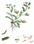 Kleiner Vogelfuß - Ornithopus perpusillus L. 