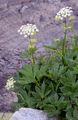 Masterwort - Peucedanum ostruthium (L.) W. D. J. Koch