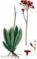 Orangerotes Habichtskraut - Pilosella aurantiaca (L.) F. W. Schultz & Sch. Bip.