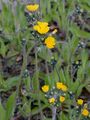 Wiesen-Habichtskraut - Pilosella caespitosa (Dumort.) P. D. Sell & C. West
