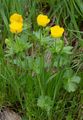 Berg-Hahnenfuß - Ranunculus montanus Willd.