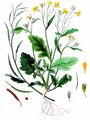 Acker-Rettich - Raphanus raphanistrum L.
