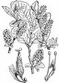 Eared Willow - Salix aurita L.