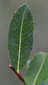 Blue-Leaved Willow - Salix caesia Vill.