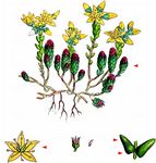 Scharfer Mauerpfeffer - Sedum acre L. 