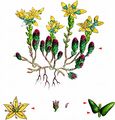 Biting Stonecrop - Sedum acre L.