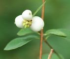 Snowberry - Symphoricarpos albus (L.) S. F. Blake