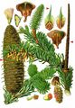 European Silver-Fir - Abies alba Mill.
