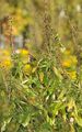 Giant Ragweed - Ambrosia trifida L.