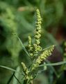 Strand-Melde - Atriplex littoralis L.
