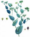 Rundblättriges Hasenohr - Bupleurum rotundifolium L.