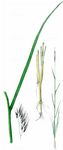 Ufer-Reitgras - Calamagrostis pseudophragmites (Haller f.) Koeler 