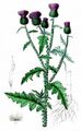 Welted Thistle - Carduus crispus L.