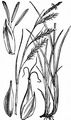 Wald-Segge - Carex sylvatica Huds.
