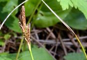 Schatten-Segge - Carex umbrosa Host
