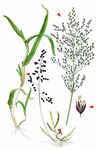 Europäisches Quellgras - Catabrosa aquatica (L.) P. Beauv. 