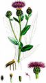 Schwarze Flockenblume - Centaurea nigra L.