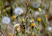 Smooth Hawk's-Beard - Crepis capillaris (L.) Wallr.