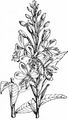 Schmalblättriges Weidenröschen - Epilobium angustifolium L.