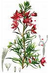 Rosmarin-Weidenröschen - Epilobium dodonaei Vill. 