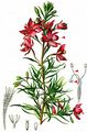 Rosemary Willowherb - Epilobium dodonaei Vill.