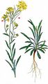 Pale Wallflower - Erysimum crepidifolium Rchb.