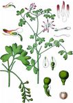 Ranken-Erdrauch - Fumaria capreolata L. 
