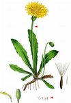 Rauher Löwenzahn - Leontodon hispidus L. 