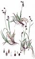 Slender Wood-Rush - Luzula divulgata Kirschner
