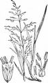 Wald-Flattergras - Milium effusum L.