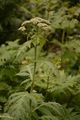 Sweet Cicely - Myrrhis odorata (L.) Scop.