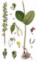 Common Twayblade - Neottia ovata (L.) Bluff & Fingerh.