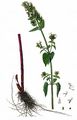 Cat-Mint - Nepeta cataria L.