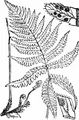 Beech Fern - Phegopteris connectilis (Michx.) Watt