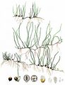 Pillwort - Pilularia globulifera L.