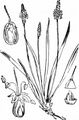 Strand-Wegerich - Plantago maritima L.