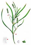 Flachstängliges Laichkraut - Potamogeton compressus L. 