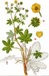 Thüringer Fingerkraut - Potentilla thuringiaca Link 