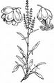 Sheep's Sorrel - Rumex acetosella L.