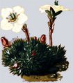 Bursers Steinbrech - Saxifraga burseriana L.
