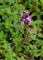 Large Thyme - Thymus pulegioides L.