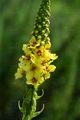 Dark Mullein - Verbascum nigrum L.