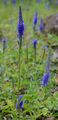 Spiked Speedwell - Veronica spicata L.