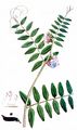 Bush Vetch - Vicia sepium L.