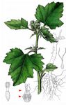 Gewöhnliche Spitzklette - Xanthium strumarium L. 